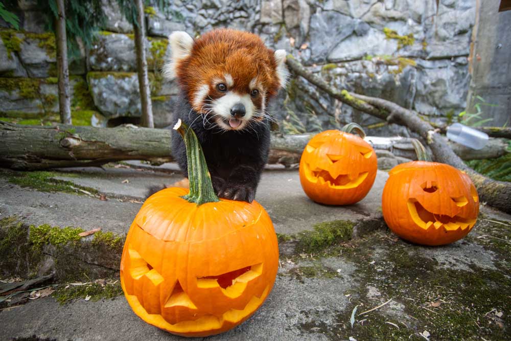 Toasts with tigers: Zootoberfest brews up fall fun at the Oregon Zoo