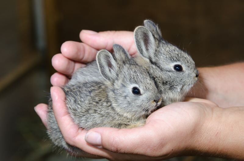 Zoo released last of endangered pygmy rabbits | The Portland Tribune