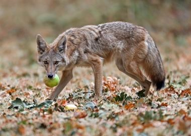 Coyote grabs 9-year-old’s foot in Portland yard; wildlife officials investigate