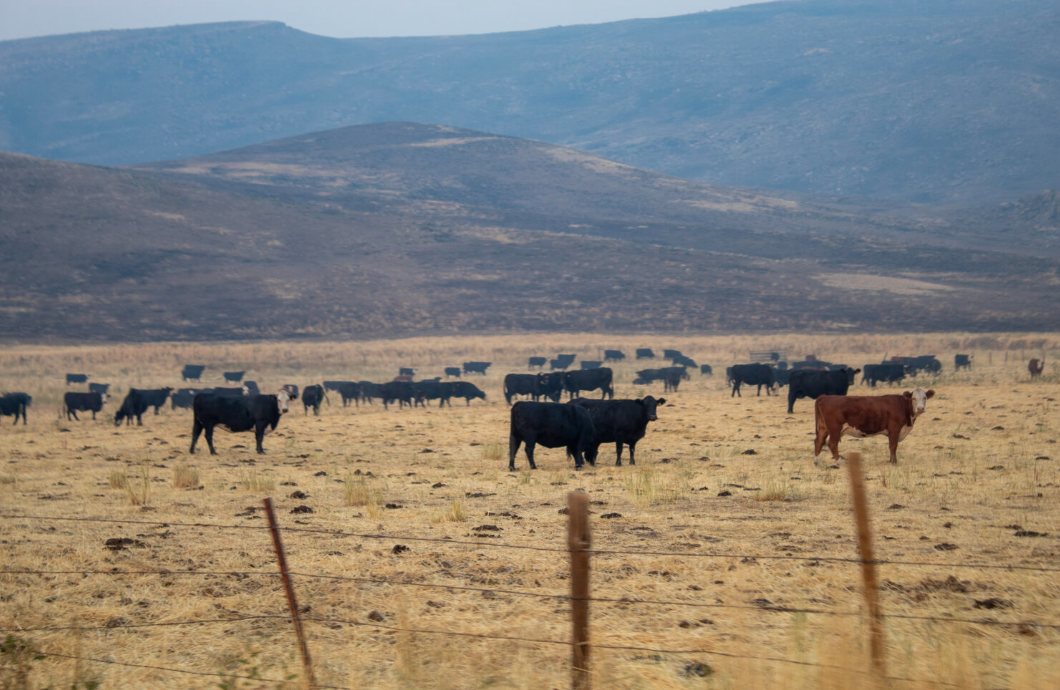 Commentary: USDA’s beef industry plan sells out public lands