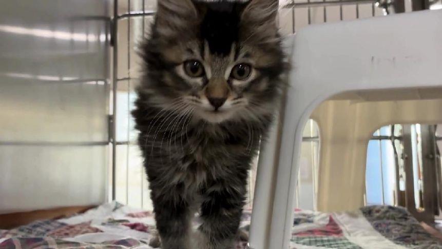 VIDEO: Oregon Humane Society celebrates last furry friends finding homes before the new year