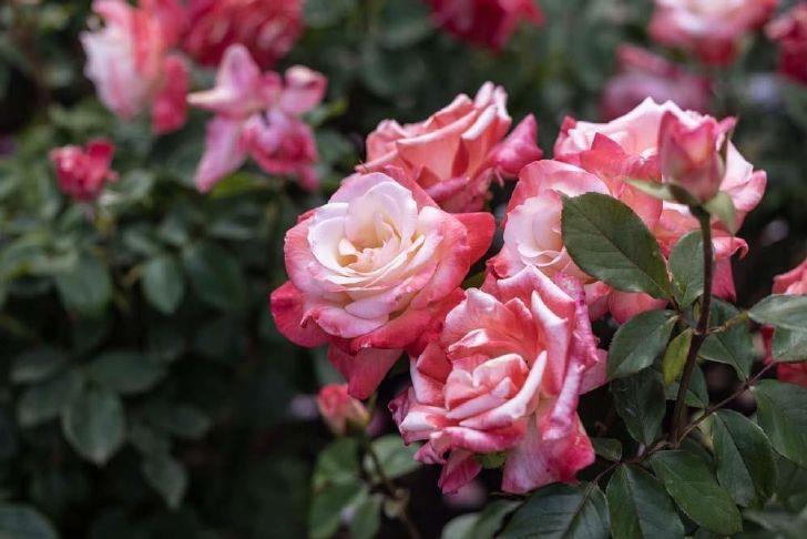 Portland cracks list of most romantic U.S. cities, Shane Co. says